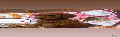 Cockapoo 6