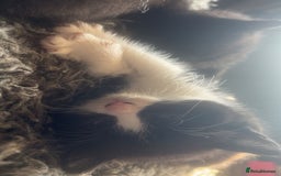 Mixed Breed cats for sale: 6 mixed breed / british shorthair kittens - Image 10