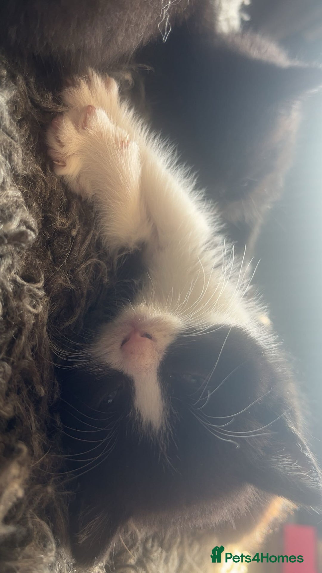Mixed Breed cats for sale: 6 mixed breed / british shorthair kittens - Image 10