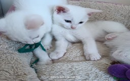 European cats for sale: Lovely kittens looking a new house - Image 5