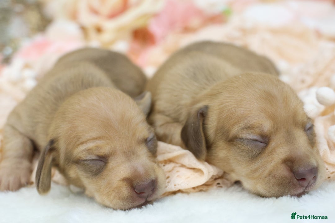 Miniature Dachshund dogs for sale: KC Miniature Dachshund Puppies - Advert 12
