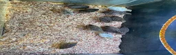Quail poultry for sale: Button quail  - Advert 3
