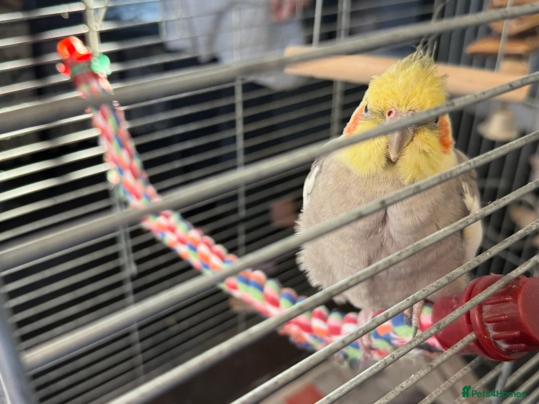 Cockatiels birds for sale: Bird lovely and can negotiate price need gone asap - Advert 2