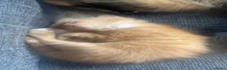 Mixed Breed cats for sale: 3 kittens for sale  in Deeside - Advert 6