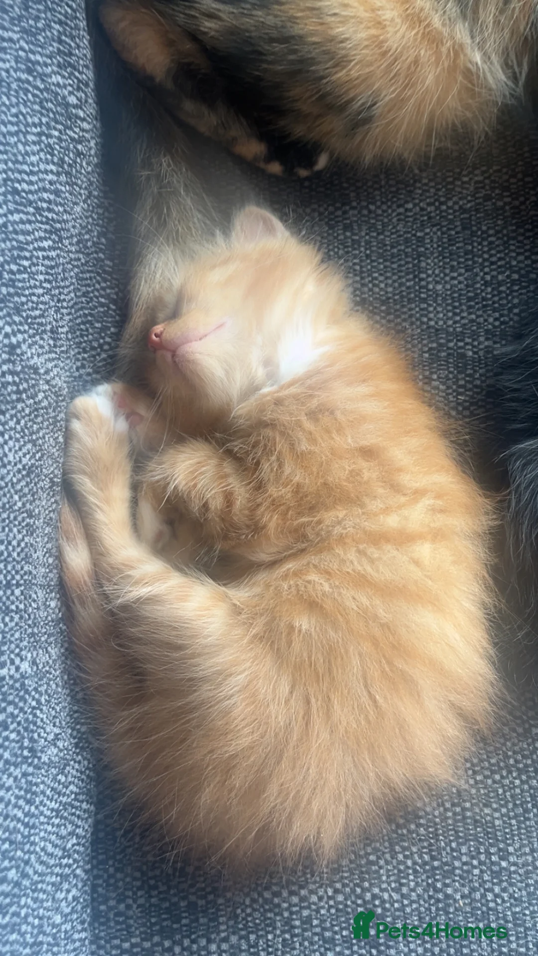 Mixed Breed cats for sale: 3 kittens for sale  in Deeside - Advert 6