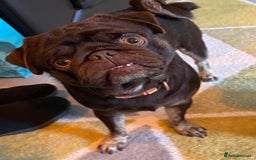 Pug dogs for sale: Chocolate Brown Pug - Image 7