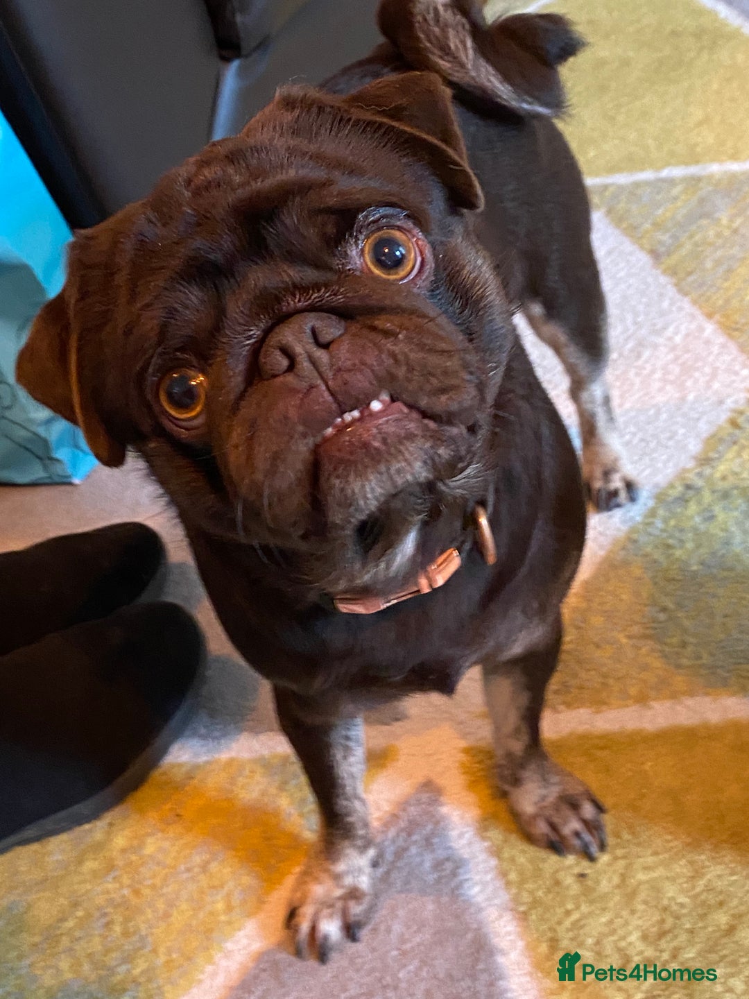 Pug dogs for sale: Chocolate Brown Pug - Image 7