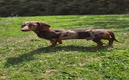 Miniature Dachshund dogs for stud: Choc & Tan Minature Dachshund STUD - Image 11
