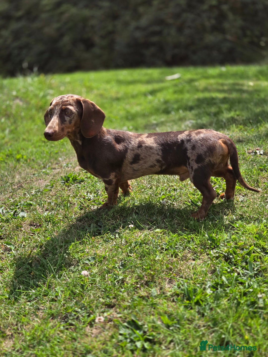 Miniature Dachshund dogs for stud: Choc & Tan Minature Dachshund STUD - Image 11