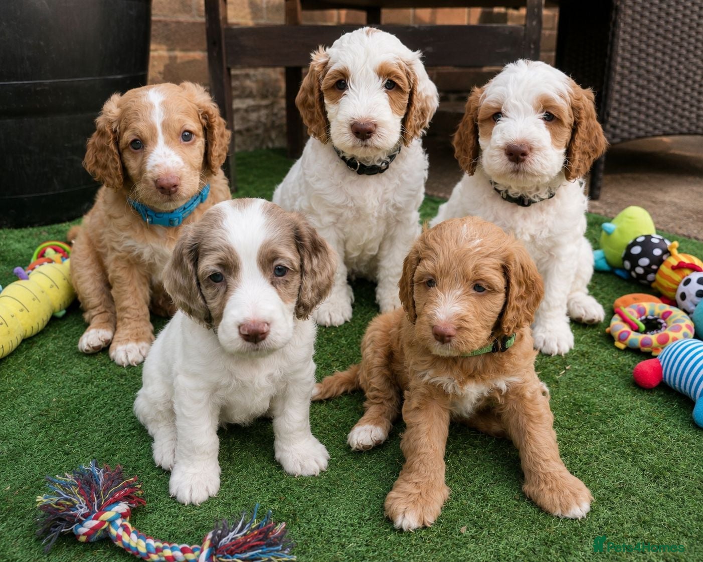 Cockapoo dogs Apricots Parti Most loved Cockapoo Puppies - Advert 1