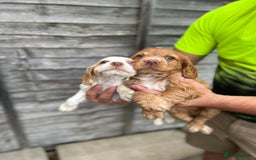 Cocker Spaniel dogs for sale: Working cocker spaniel  - Image 2