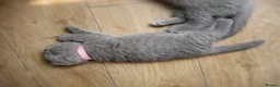 British Shorthair cats for sale: *Ready to leave in 1 week* Blue BSH GCCF Kittens  - Advert 10