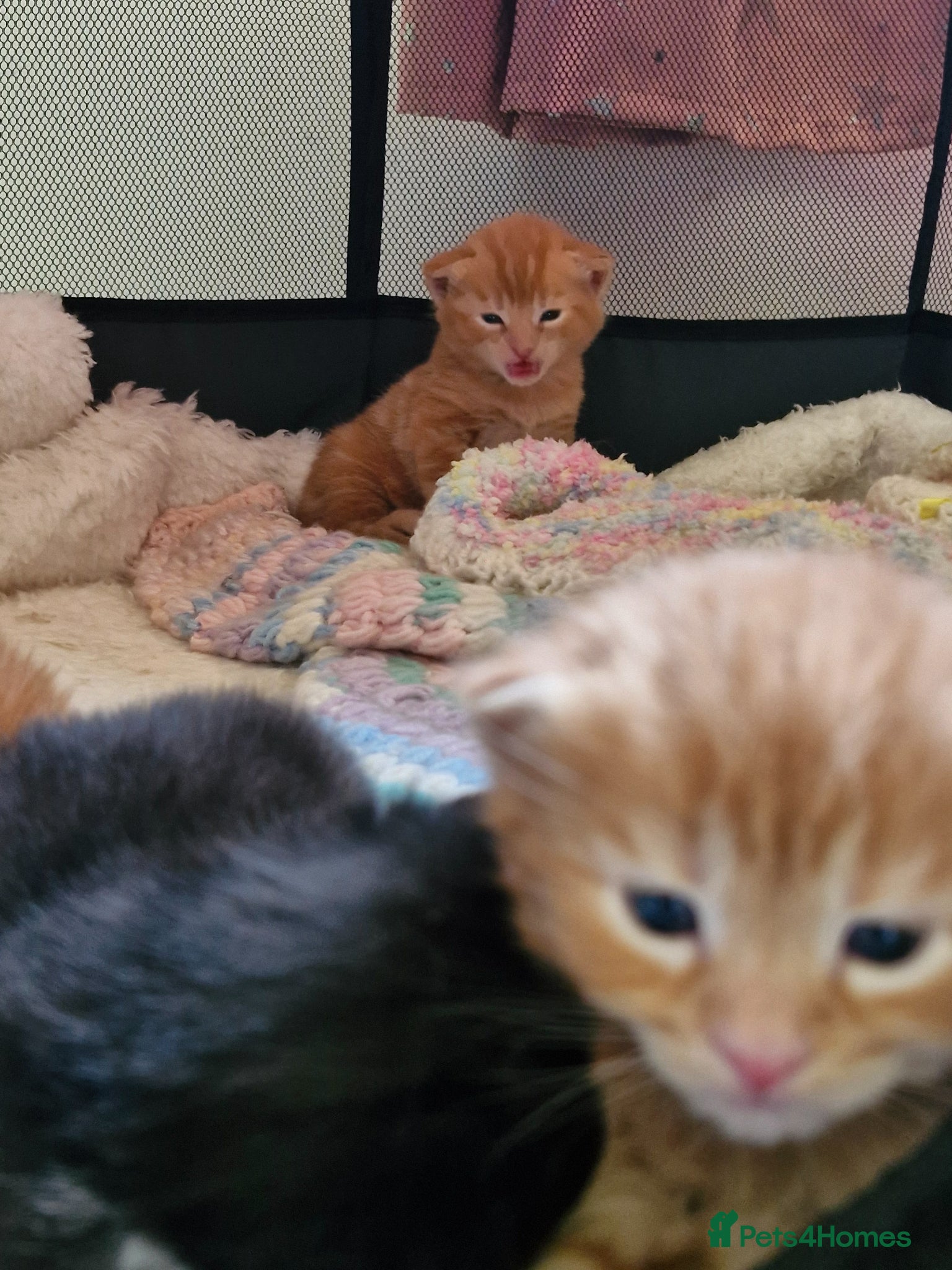 Mixed Breed cats for sale: Cute ginger kittens 1 short haired 2 fluffy  in Liverpool - Advert 10