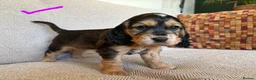Cocker Spaniel dogs for sale: Cutest Cocker Spaniel Girls - Advert 11