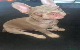 French Bulldog dogs for stud: Rare New Shade Isabella French Bulldog - STUD - Image 8