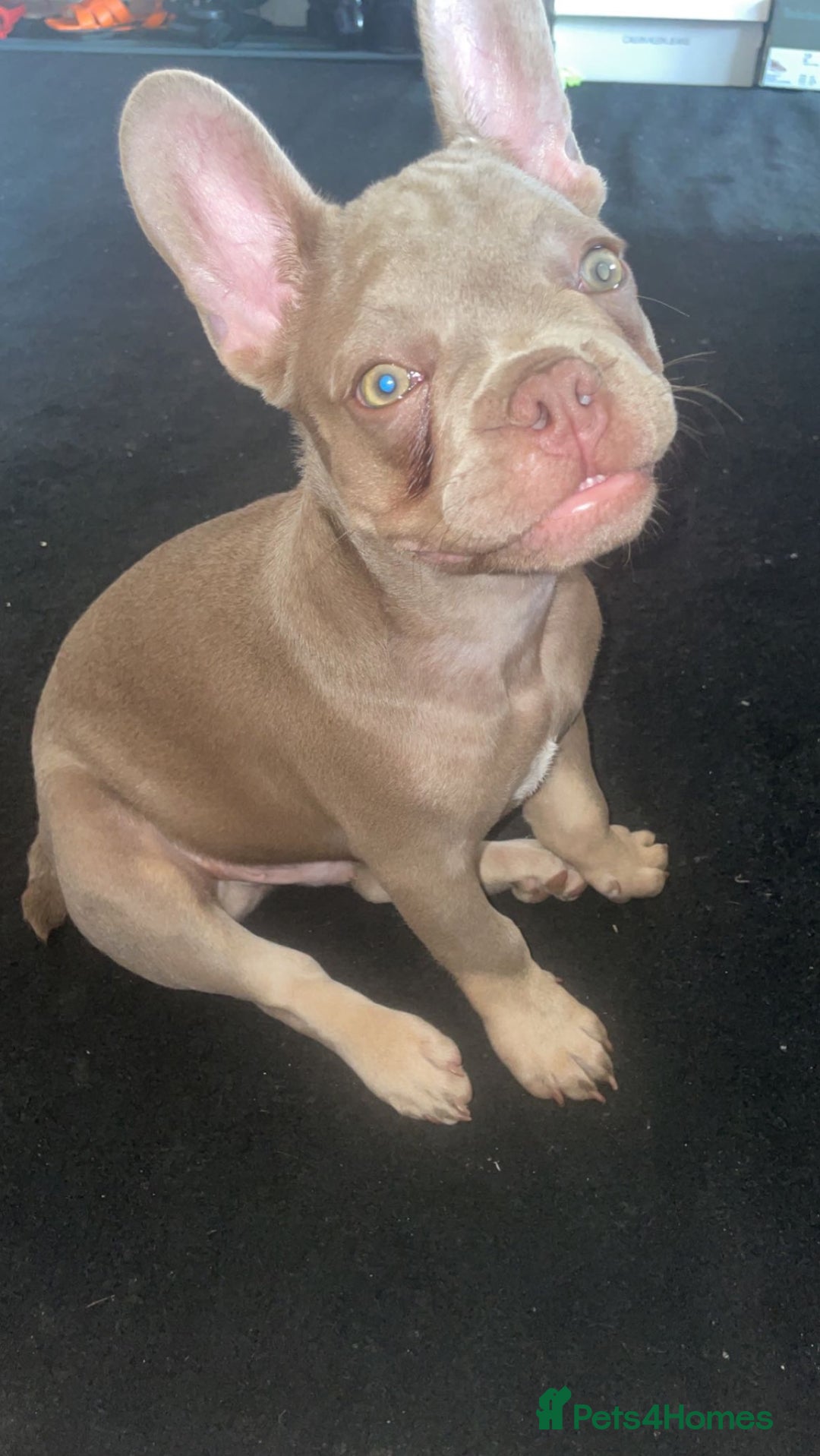 French Bulldog dogs for stud: Rare New Shade Isabella French Bulldog - STUD - Image 8