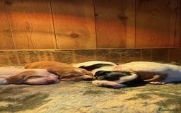 Sprocker dogs for sale: Beautiful working cocker spaniel pups FB1 - Advert 2