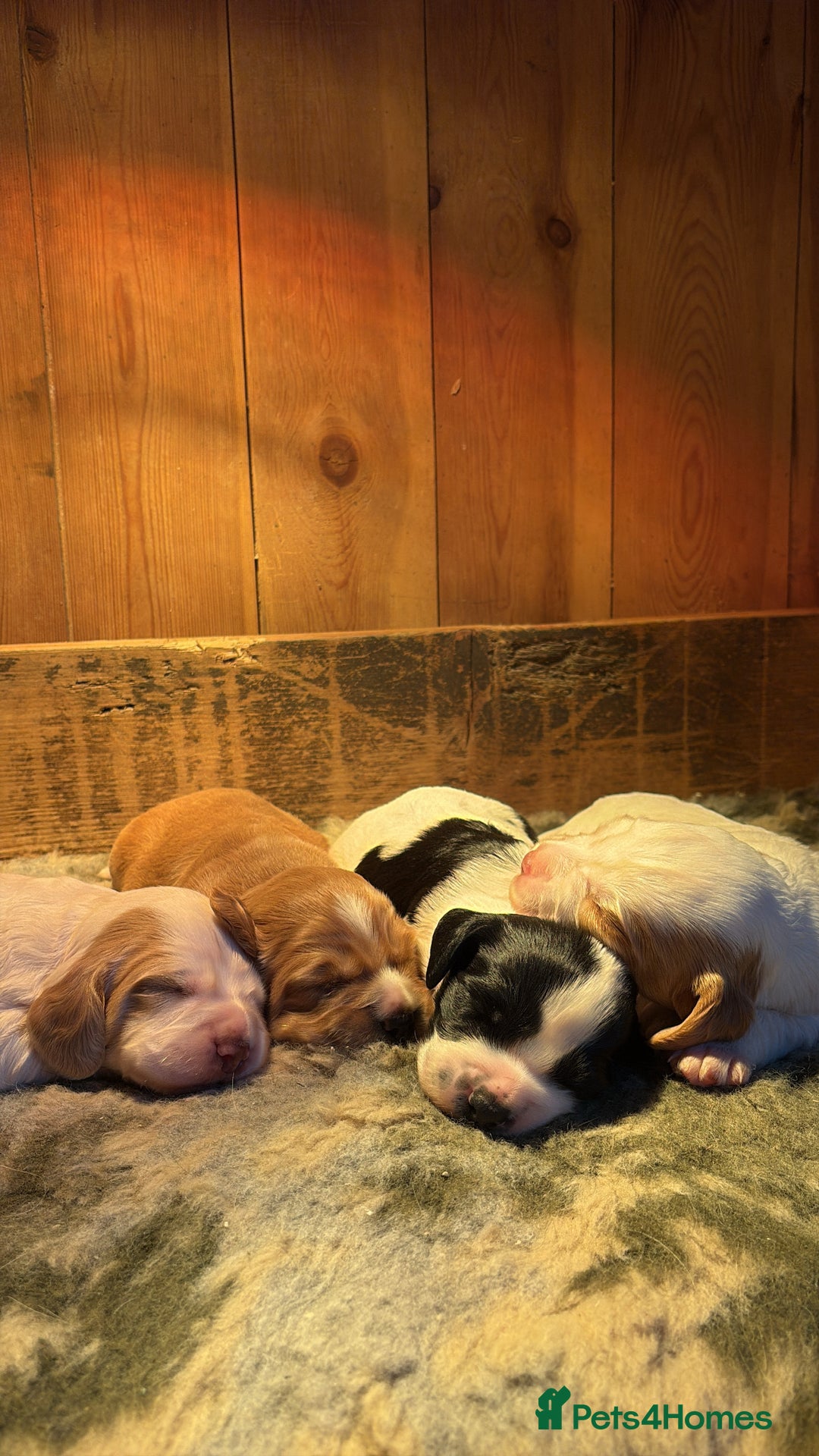 Sprocker dogs for sale: Beautiful working cocker spaniel pups FB1 - Advert 2