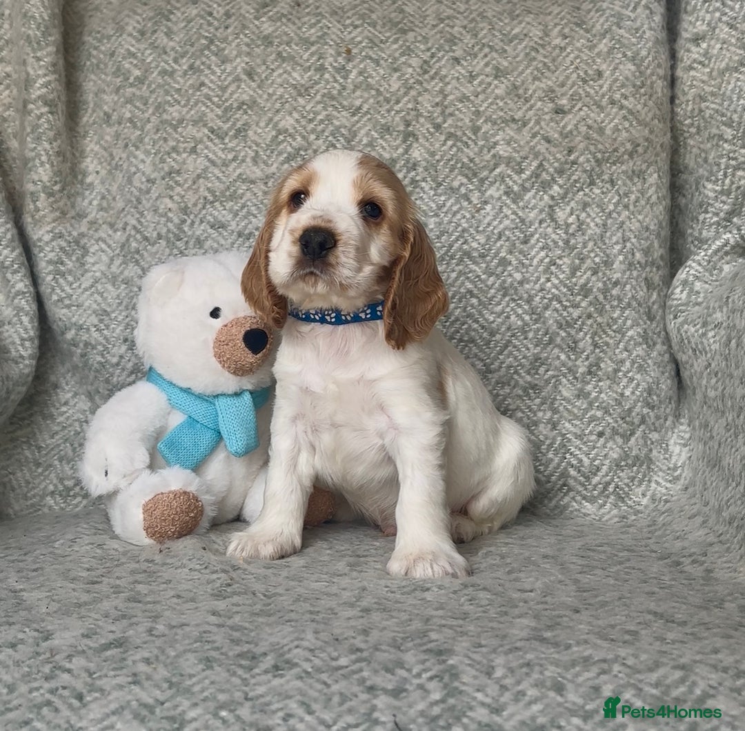 Cocker Spaniel dogs for sale: Ready Now! KC Show Type Cocker Spaniel Pups  - Image 34
