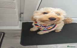 Cockapoo dogs for sale: 1 year old toy cockapoo - Advert 6