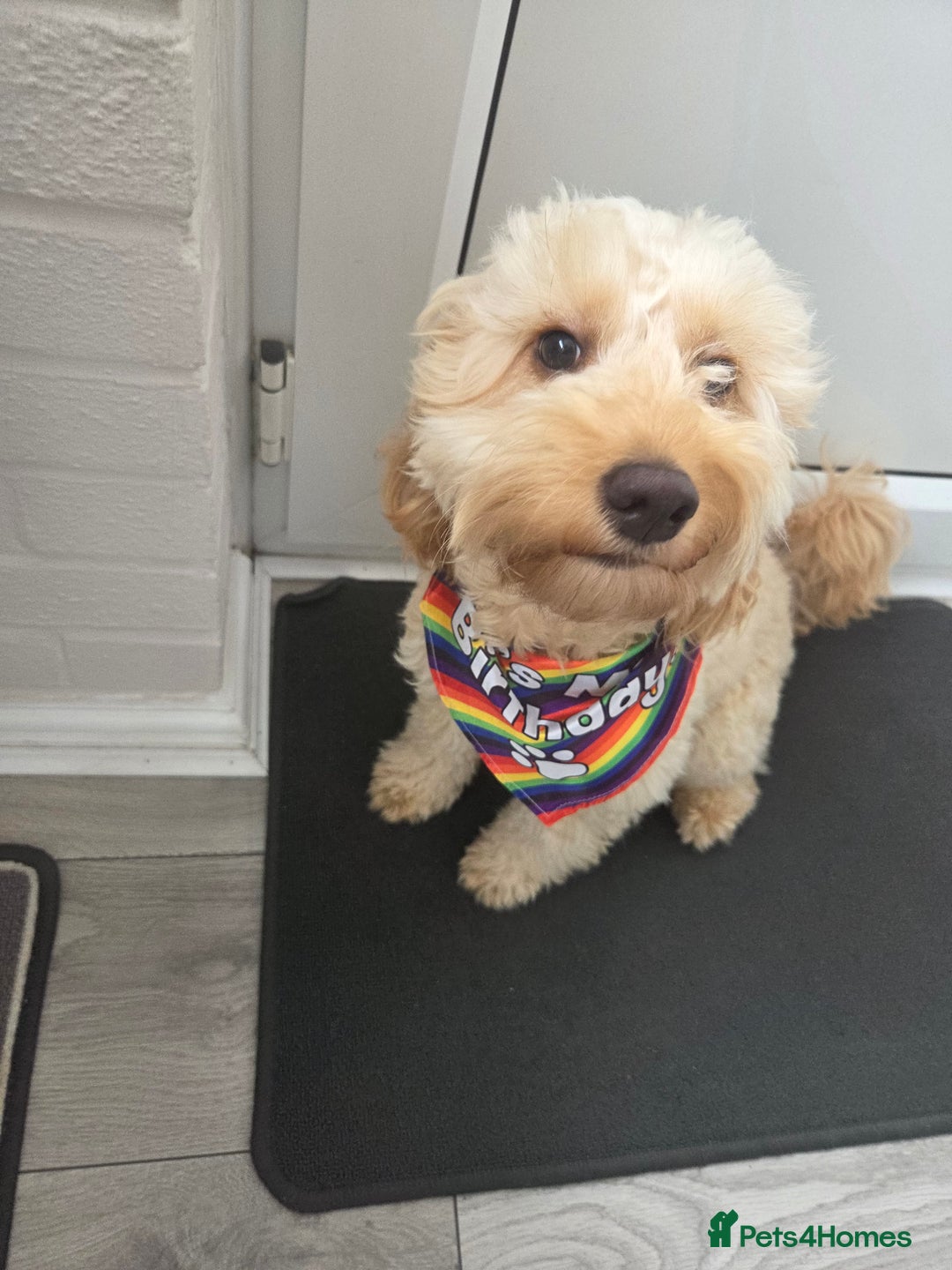 Cockapoo dogs for sale: 1 year old toy cockapoo - Advert 6