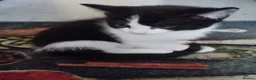 Mixed Breed cats for sale: Kittens in Bournemouth  in Bournemouth - Advert 6