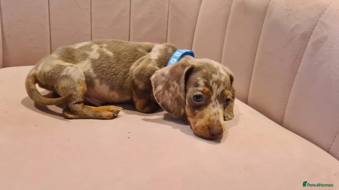 Miniature Dachshund dogs for sale: Lilac dapple daxies ready soon 3 girls 2 boys left - Advert 24
