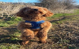 Cockapoo dogs for stud: Tommy  - Image 3