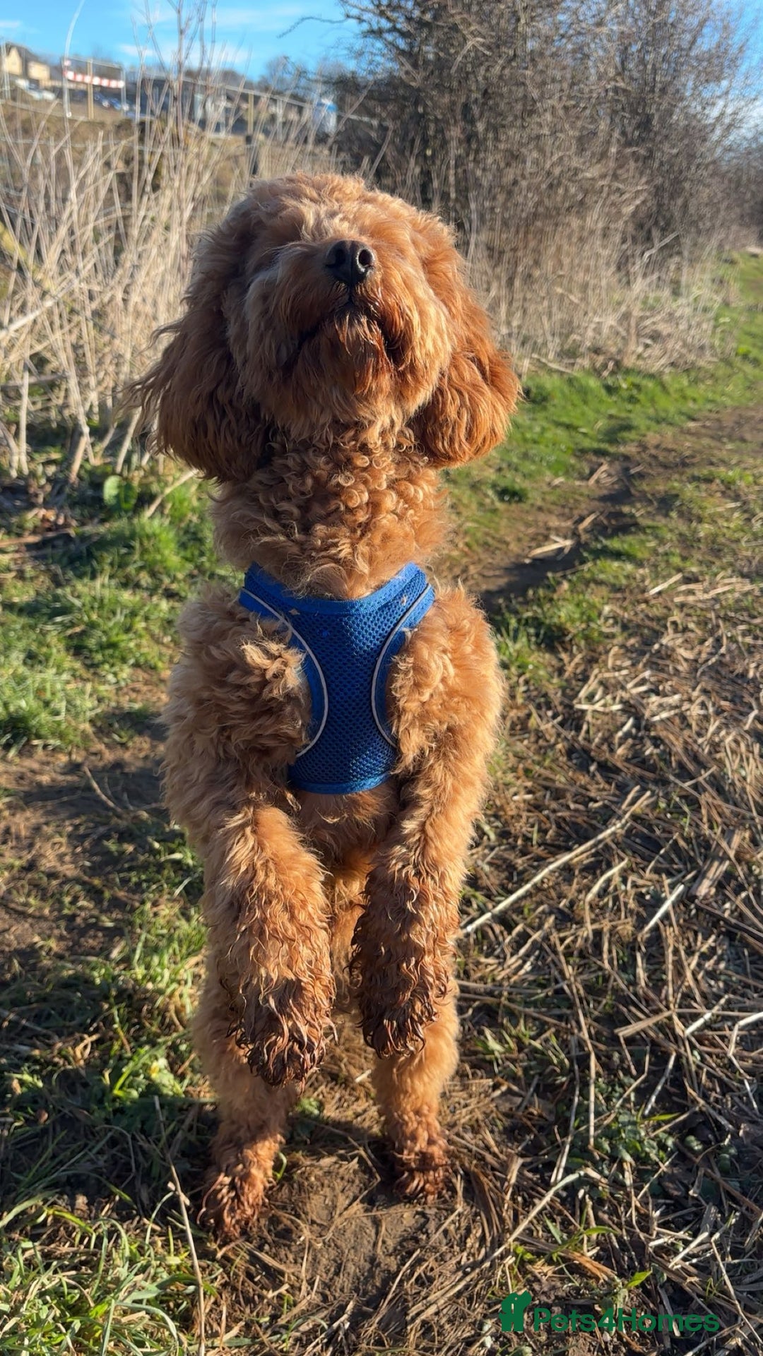 Cockapoo dogs for stud: Tommy  - Image 3