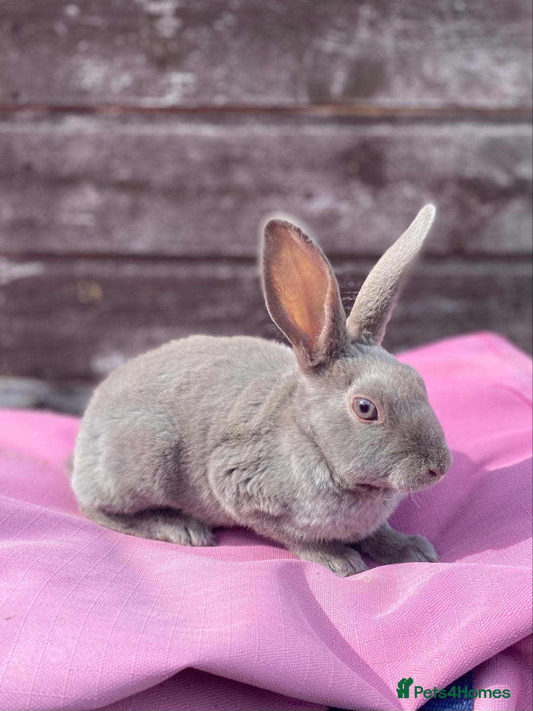 Rex rabbits for sale: Female & Male Mini Rex rabbits  - Image 1