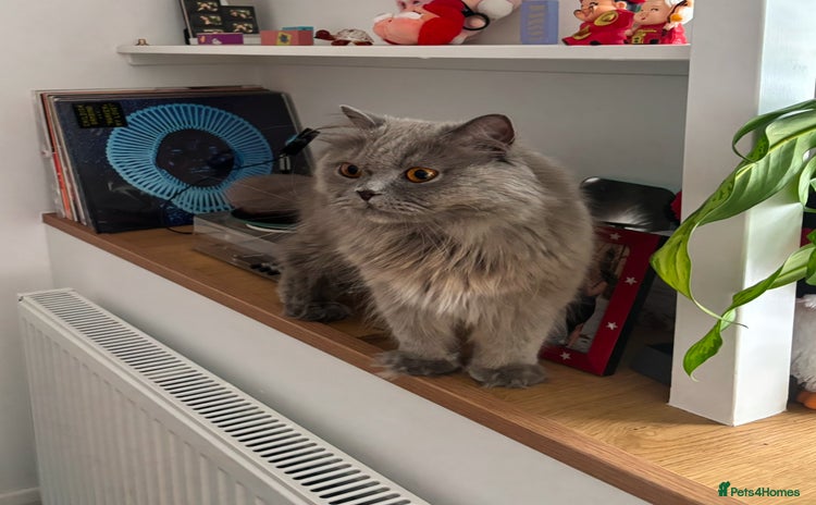 British Longhair cats - Advert 5