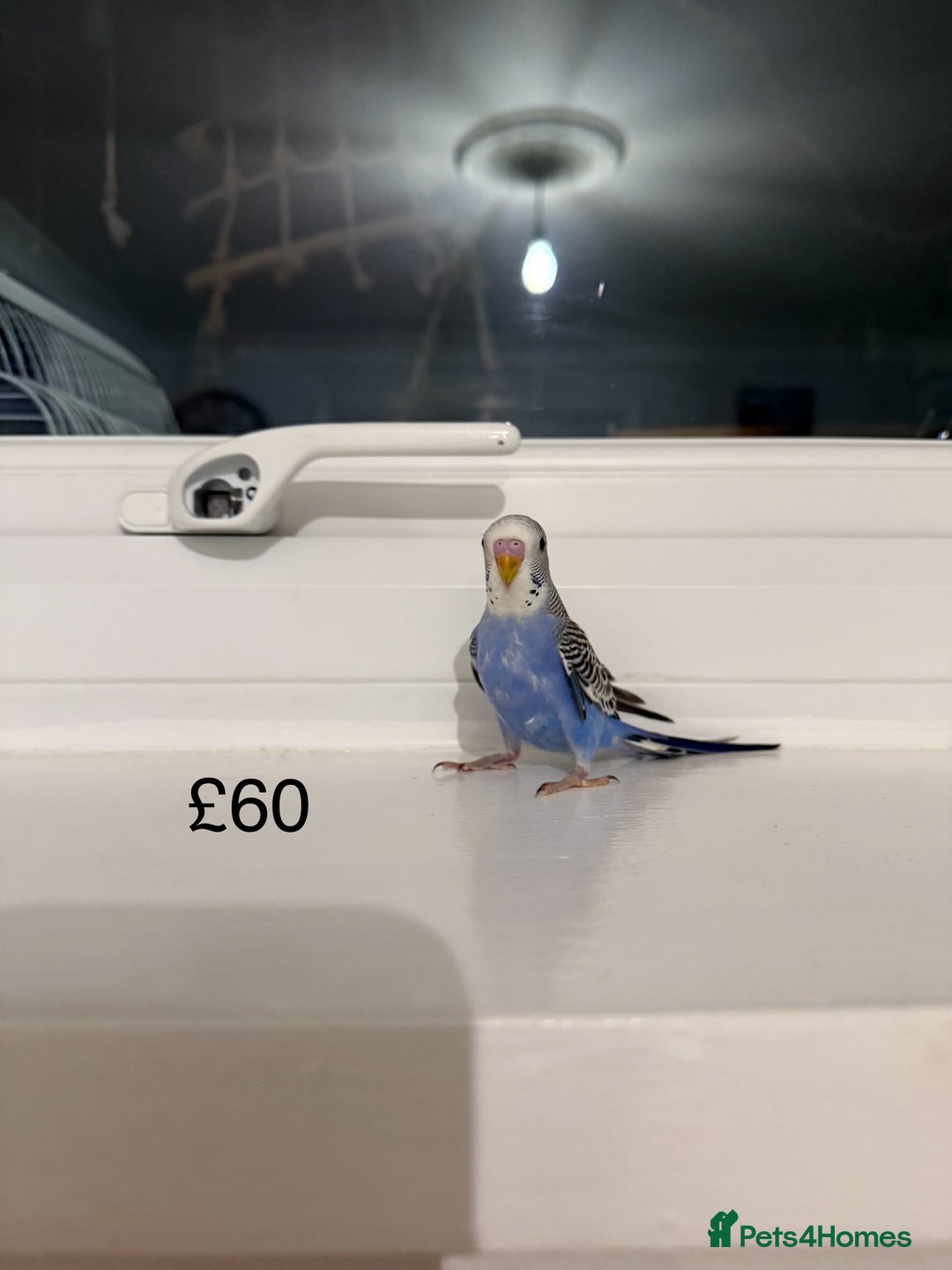 Budgerigars birds for sale: BABY BUDGIES FOR SALE  - Advert 3