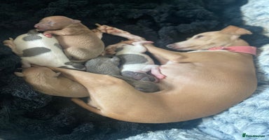 Italian Greyhound dogs - Advert 6