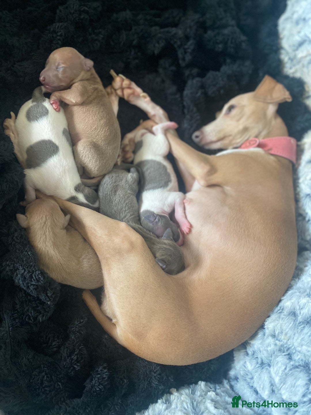 Italian Greyhound dogs for sale: ItalianGreyhound Puppies Ready4Their Forever Homes - Image 2