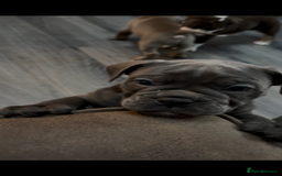 Olde English Bulldogge dogs for sale: Olde English Bulldogge Puppies - Image 19