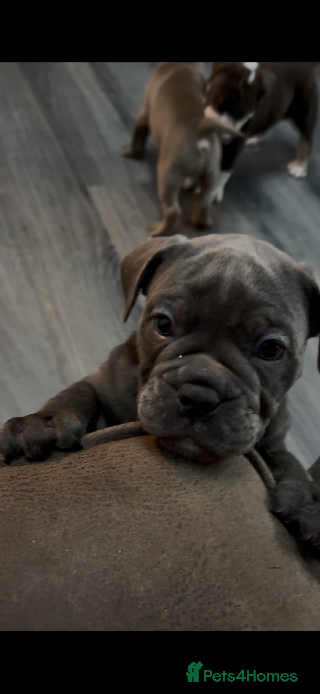 Olde English Bulldogge dogs for sale: Olde English Bulldogge Puppies - Image 19