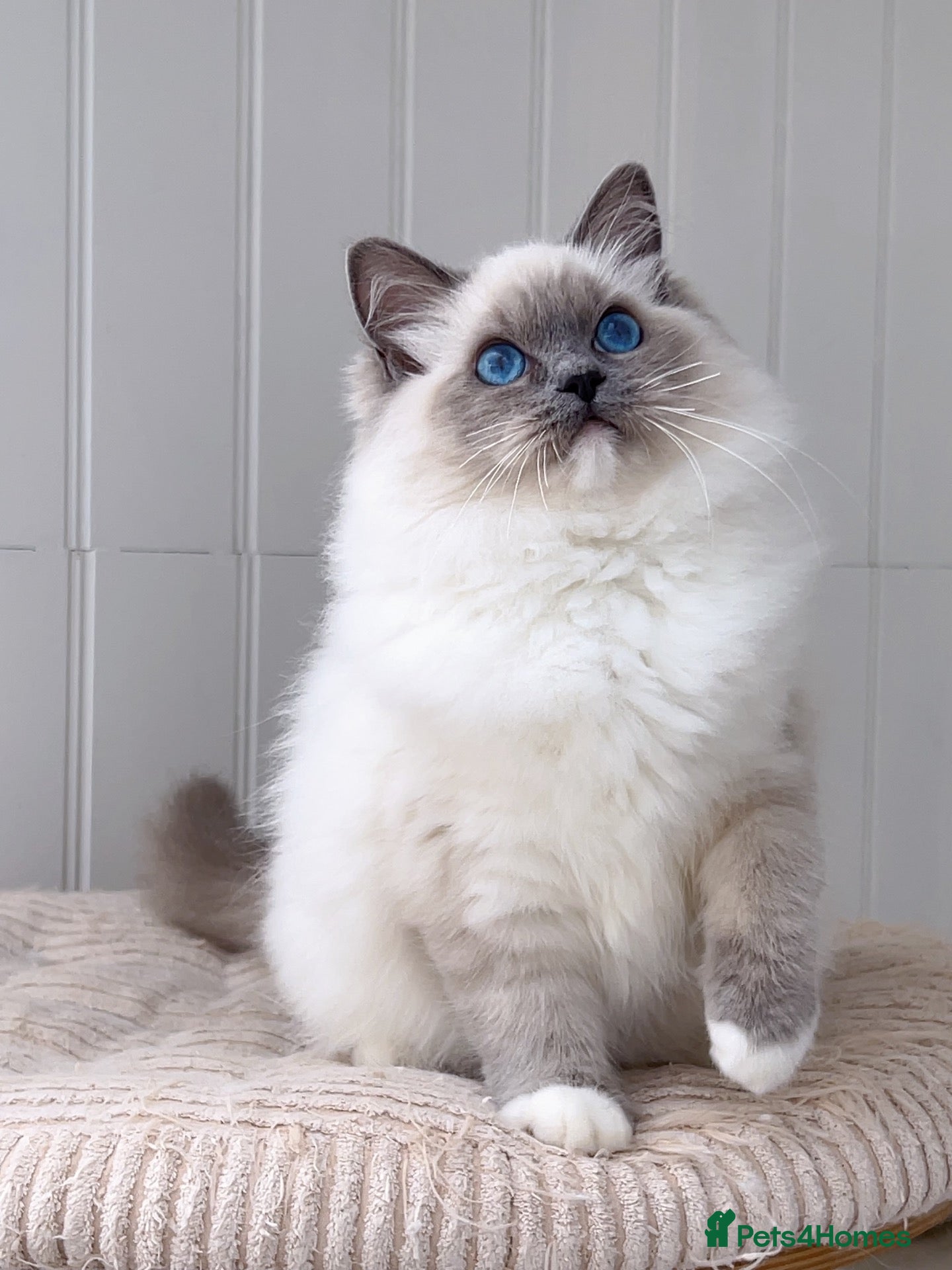 Ragdoll cats 2 left Champion line gorgeous kittens - Advert 2