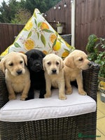 Labrador Retriever dogs - Advert 2
