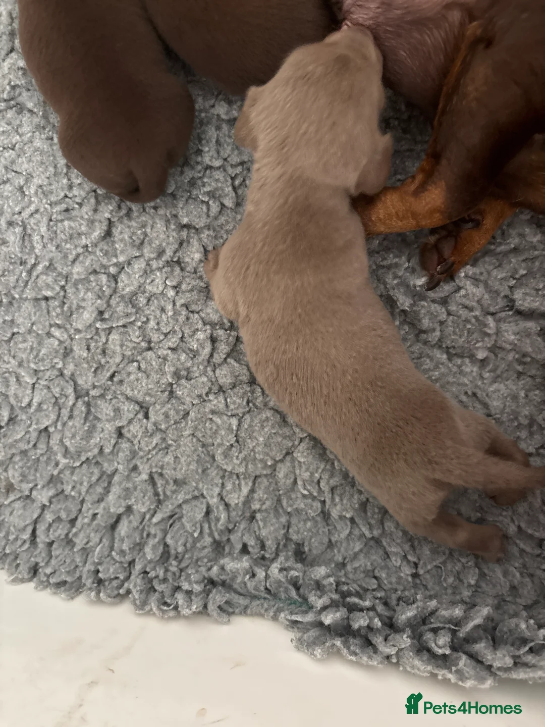 Miniature Dachshund dogs for sale: 3 beautiful kc registered Dachund boys 💙💙💙💙 - Advert 20