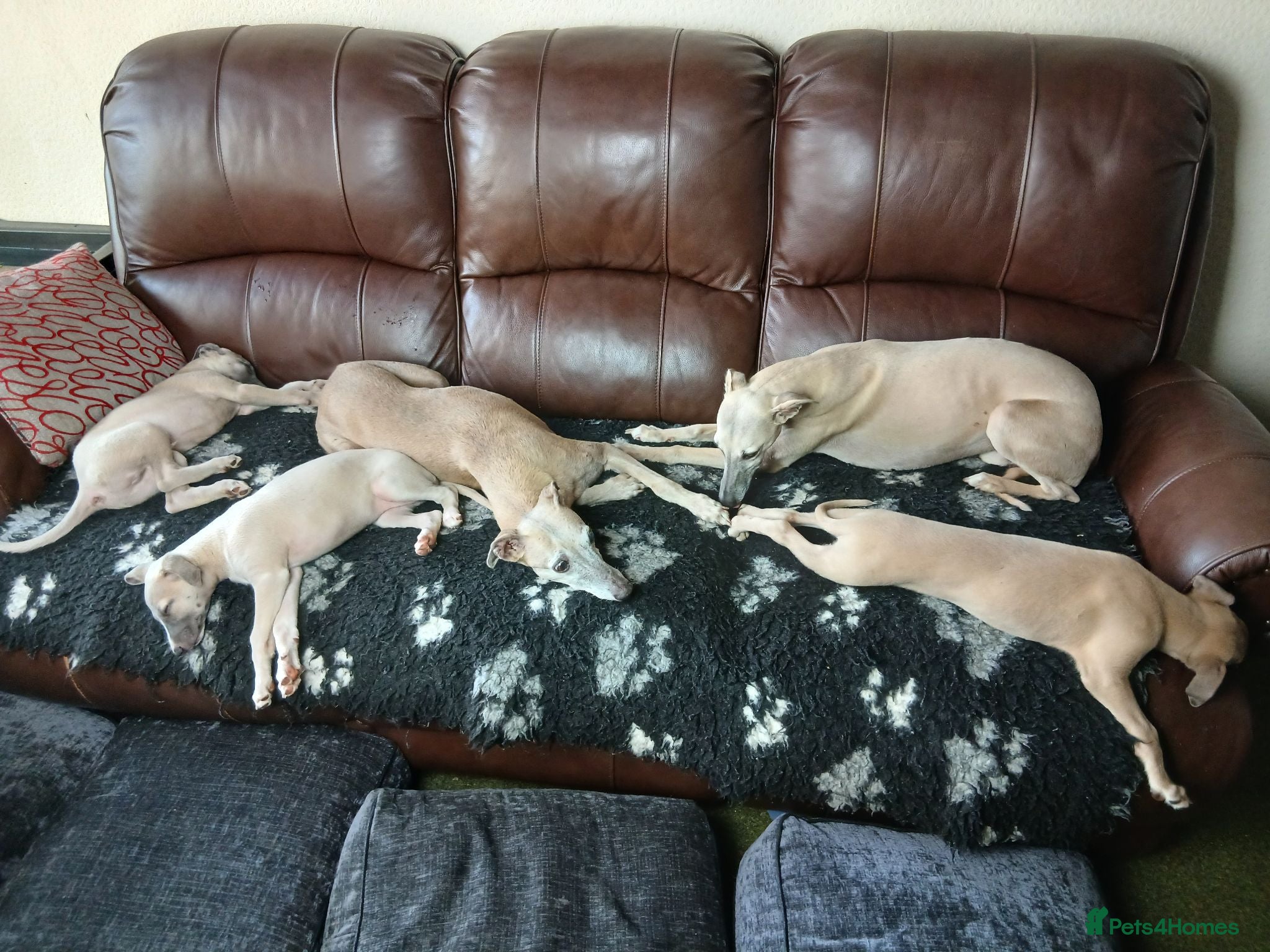 Whippet dogs High Quality Whippet pups Crufts - Advert 9
