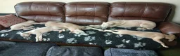 Whippet dogs for sale: High Quality Whippet pups Crufts in Bishop Auckland - Advert 20