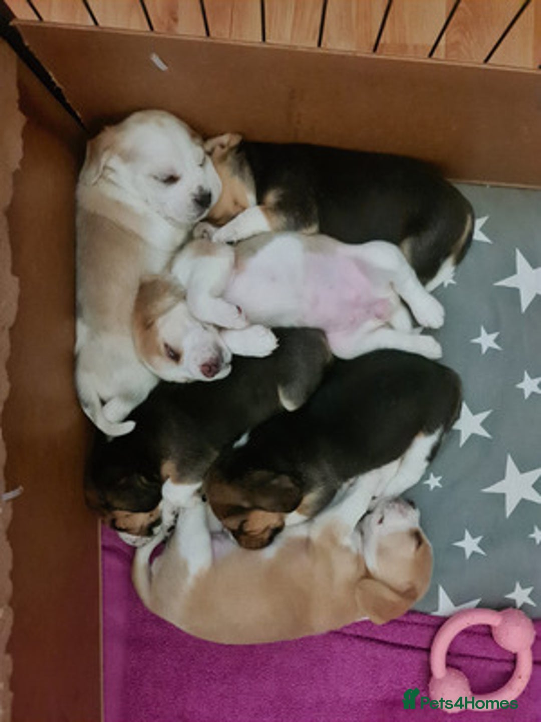 Beagle dogs for sale: Loyal Beagle Puppies Leaving Soon. - Image 4