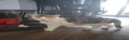 Mixed Breed cats for sale: Kittens for sale in Blackburn - Advert 5