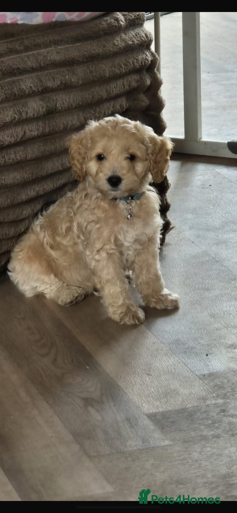 Cockapoo dogs F1 2 boys remaining COLLECT TODAY - Advert 1