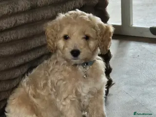 Cockapoo dogs F1 2 boys remaining COLLECT TODAY - Advert 1