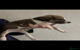 Lurcher dogs for sale: Saluki bull greyhound lurcher puppy’s pups puppies - Image 8