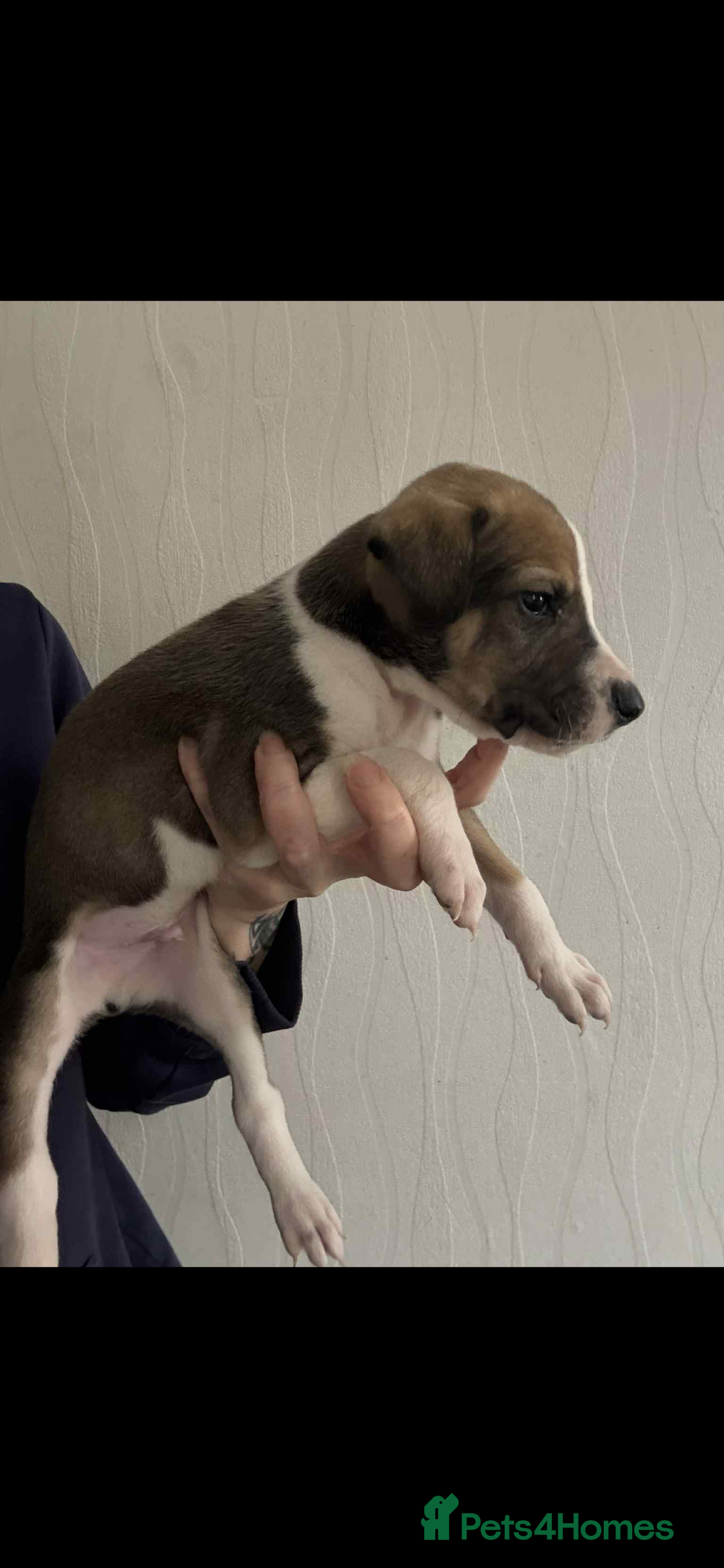 Lurcher dogs for sale: Saluki bull greyhound lurcher puppy’s pups puppies - Image 8