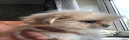 Mixed Breed dogs for sale: Beautiful fluffy Shih tzu baby boys - Advert 13