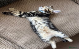 British Shorthair cats for sale: 10 Week Old British Shorthair X Kitten - Image 2