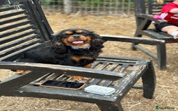 Cavalier King Charles Spaniel dogs for sale: KC reg 🍫parents/Eyes/heart&health certs - Image 18